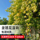 臨雅可食用金銀花樹(shù)苗濃香花卉盆栽陽(yáng)臺庭院植物老樁1公分粗源頭直發(fā)