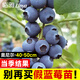 臨雅藍莓樹(shù)果樹(shù)苗盆栽陽(yáng)臺室內外地栽南北方種植40cm奧尼爾源頭直發(fā)