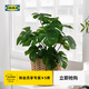 宜家（IKEA）FEJKA菲卡人造盆栽植物龜背竹室內裝飾綠植現代簡(jiǎn)約 芭蕉樹(shù)12cm