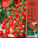 壽禾 小番茄種子種苗櫻桃小西紅柿蔬菜籽 濰育珍珠瀑布小番茄種子40粒