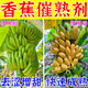 翠緣香蕉催熟劑家用去澀增甜神器水果快速成熟生長(cháng)調節劑防落果葉面肥 3袋裝