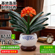 藍桂圓君子蘭盆栽 室內好養名貴綠植 花葉俱美帶盆土 牡丹花盆源頭直發(fā)
