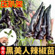 鹿來(lái)了壽光香辣黑美人辣椒苗秧四季高產(chǎn)紫妃紫螺絲椒黑辣椒陽(yáng)臺小院盆栽 黑美人辣椒苗5棵+送1棵+10g肥