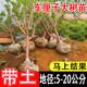 樂(lè )途正宗車(chē)厘子大櫻桃樹(shù)苗嫁接樹(shù)苗 車(chē)厘子櫻桃【3公分粗】源頭直發(fā)