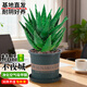 藍桂圓不夜城蘆薈盆栽 室內桌面綠植多肉 好養易活吸甲醛加侖盆源頭直發(fā)