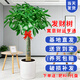 七葉島綠植發(fā)財樹(shù)綠植客廳大盆栽喬遷開(kāi)業(yè)步步高發(fā)財樹(shù)大盆落地綠植盆栽 【精品級】單桿發(fā)財樹(shù)1.2-1.3米 白色圓形樹(shù)脂盆【送接水盤(pán)＋肥料】