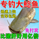 鯰魚(yú)瘋釣小藥餌料野釣胡子鯰大口鯰塘鲺飼料打窩料誘食劑釣餌黑魚(yú) 1瓶【專(zhuān)攻大鯰魚(yú)】