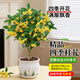 藍桂圓桂花樹(shù)苗四季桂盆栽 室內外陽(yáng)臺庭院綠植 郁金香陶瓷盆源頭直發(fā)