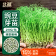 北蔬 豌豆苗種子種苗水培土培龍須菜豆苗四季種 青豌豆芽苗菜種子200g