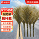 納福鳥(niǎo) 大竹掃把大掃帚掃院子掃馬路環(huán)衛學(xué)校庭院工廠(chǎng)車(chē)間專(zhuān)用家用4斤竹掃把新枝豪華款（5把裝）