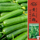 壽禾 水果黃瓜種子苗小青瓜無(wú)刺可盆栽菜籽 濰豐蒂娜2號黃瓜種子60粒