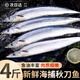 百庫新鮮秋刀魚(yú)特大 新鮮海捕酒店日式燒烤食材生鮮魚(yú)類(lèi)春節年貨海鮮 【碼頭直供】秋刀魚(yú)500g*4袋