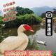 【順豐發(fā)貨】山林放養正宗番鴨土鴨紅臉老鴨子肉整只豚鴨新鮮現殺 一只番鴨(5斤左右)