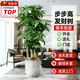 嘆為觀(guān)止大型植物發(fā)財樹(shù)各種大顆盆栽開(kāi)業(yè)喬遷客廳辦公室內好養大型花卉 三桿發(fā)財樹(shù)【1.6-1.8米】 含盆