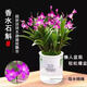 【開(kāi)花香滿(mǎn)屋】香水石斛蘭盆栽懶人四季好養活室內綠植花卉 【香水石斛蘭5苗】-開(kāi)花香滿(mǎn)屋 【送吸水盆+肥料】更好養活
