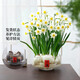 八芽漳州水仙花盆栽辦公室內桌面工位凈化空氣水培綠植物年宵花卉盆景 水仙花+水培玻璃盆+小滿(mǎn)貼紙（3-4球） 含盆（種球周長(cháng)約8~14CM）