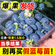 臨雅藍莓果樹(shù)苗【帶果】室內外地栽南北方種植1.5加侖花香源頭直發(fā)