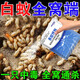 白蟻防治專(zhuān)用藥全窩端白蟻藥傳染全巢殺蟲(chóng)粉家用廚房滅殺專(zhuān)用粉劑 十包裝【白蟻一窩端】