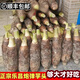 樂(lè )昌張溪香芋炮彈芋頭農家新鮮現挖綠色廣東韶關(guān)土特產(chǎn)大粉糯順豐 甄選 順豐 單個(gè)4-5斤特大香芋