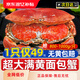 北海灣 英國熟凍面包蟹 原裝進(jìn)口 黃道蟹鮮活熟凍滿(mǎn)黃 節日禮品年貨 4只裝 【凈重400-600g/只】