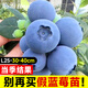 臨雅藍莓樹(shù)果樹(shù)苗盆栽陽(yáng)臺室內外地栽南北方種植30cmL25源頭直發(fā)