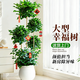 呆果丁幸福樹(shù)客廳盆栽大型綠植平安樹(shù)老樁室內吸甲醛綠寶小葉叢生樹(shù)苗 三層幸福樹(shù)1.5-1.7m-原生膠盆丨