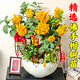 呆果丁佛手樹(shù)苗盆栽陽(yáng)臺庭院帶果金華佛手柑盆景老樁植物花卉綠植好養活 佛手3年苗當年結果（帶土帶葉）死苗包賠