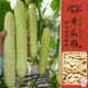 壽禾奶白黃瓜種子苗微刺四季小青瓜盆栽菜籽 妍白黃瓜種子50粒