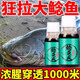 鯰魚(yú)瘋釣小藥餌料野釣胡子鯰大口鯰塘鲺飼料打窩料誘食劑釣餌黑魚(yú) 1瓶【鯰魚(yú)瘋】專(zhuān)攻大鯰魚(yú)