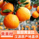 四川漢源石棉黃果柑橘子青果新鮮水果現摘現發(fā)大果桔子雅安柑橘 中果5斤