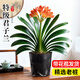愛(ài)優(yōu)尚特級君子蘭盆栽帶花苞辦公室內客廳國寶級綠植花卉源頭直發(fā)