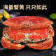 面包蟹熟凍特大母蟹鮮活冷凍新鮮海鮮水產(chǎn)黃金蟹年夜飯 滿(mǎn)黃母蟹大號無(wú)黃包賠單只600+g*1只