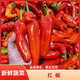 【順豐包郵】新鮮現摘紅椒精選皮薄肉厚微辣顏色鮮艷送貨上門(mén) 凈重1斤（【嘗鮮裝，貴在快遞費】） 精選中大果，零下溫度地區請選我（泡沫箱+暖寶）