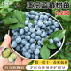 臨雅藍莓樹(shù)果苗盆栽車(chē)厘子種植水果藍梅樹(shù)苗客廳花卉耐寒耐旱好養四季 【旗艦款】藍莓L25（大苗）約50cm