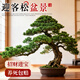 瑯闕迎客松真樹(shù)客廳綠植羅漢松庭院盆景造型老樁45-55cm原盆源頭直發(fā)