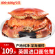 黃金面包蟹熟凍大螃蟹英國特超大鮮活海鮮水產(chǎn) 面包蟹400-600g/只*2
