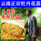 云南牡丹花蕊正宗新貨無(wú)硫花中軟黃金牡丹花蕊雄蕊茶國黃金蕊養生 牡丹花蕊 200g*1袋 【云南直發(fā)】