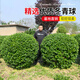 翩然冬青球樹(shù)苗地栽耐寒植物大葉黃楊球型庭院別墅圍墻籬笆樹(shù)綠化苗木 冬青球【70cm左右冠幅】【帶土球】