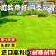 慕越進(jìn)口草坪種子草籽矮生四季青免修剪園林綠化覆綠護坡耐寒草皮種子 河堤護坡高效護坡王1斤