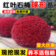 秉澤紅葉石楠球樹(shù)苗室外庭院別墅地栽小苗籬笆墻綠化苗四季耐寒好養活 紅葉石楠球 紅葉石楠苗30-50cm100棵