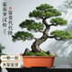 靜黛軒大型迎客松羅漢松盆景造型老樁室內大盆景客廳綠植辦公室好養盆栽 高級造型羅漢松55-65cm（原盆栽好）打木架 下單后聯(lián)系拍照選貨