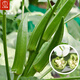 大禹水果秋葵種子苗大苗種苗帶土秧苗冬春季蔬菜苗陽(yáng)臺盆栽蔬菜種籽 卡里巴黃秋葵種子 10g原裝