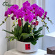 花奈爾【2小時(shí)達】蝴蝶蘭帶花苞花劍花盆真花蘭花盆栽開(kāi)業(yè)喬遷母親節 6株紫色（瓷盆隨機）