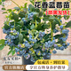 臨雅藍莓樹(shù)果苗盆栽藍梅樹(shù)苗帶大果草莓室內耐寒南北方車(chē)厘子四季結果 【帶果發(fā)貨】花香盆栽(1.5加侖)