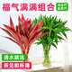 佳賀（JIAHE）富貴竹水培植物鴻運竹客廳招財竹子節節高鮮花綠植盆栽花卉室內花 【福氣滿(mǎn)滿(mǎn)】鴻運竹*5+富貴竹*5