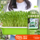 北蔬 水培蔬菜豌豆種子芽苗菜育苗盤(pán)種植盒套裝 加深盤(pán)水培豌豆苗套餐