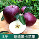 喀蔻昭通黑卡蘋(píng)果水果黑鉆紅蛇果新鮮當季紫色冰糖心軟糯平果 70mm(含)-75mm(不含) 2500 g