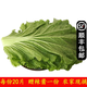 曠古農業(yè)東北新鮮大白菜葉 包菜飯包菜葉白菜葉 蘸醬菜蔬菜 現摘現發(fā) 東北飯包白菜葉精選20片+醬 【順豐包郵】