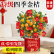 卉優(yōu)特級年宵花卉鴻運當頭綠植蝴蝶蘭四季金桔盆栽室內陽(yáng)臺招財送禮年 【特級】四季金桔約40cm 年宵花卉【馬上如意】贈精美吊牌