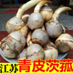江蘇揚州寶應特產(chǎn)茨菇現挖慈姑新鮮茨菇農家蔬菜新鮮時(shí)令蔬菜慈姑 中大果 5斤